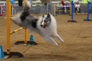 Thunderpawz Agility