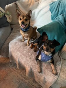 Marcia’s Best Dogs