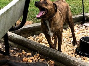 Grandpaws K-9 Interactive Care