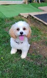 Something to Bark About Dog Training