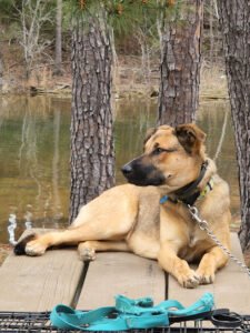 StonePaw Dog Training