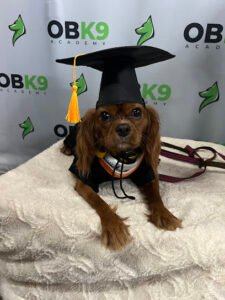 Obedient K9 Academy