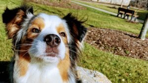 Behavior Tails, llc | Dog Training & Behavior Consulting since 2007