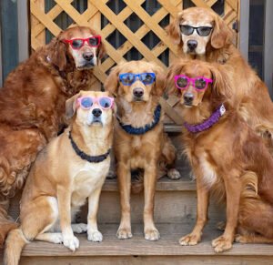 Lucky Dog Training Asheville
