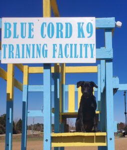 Blue Cord K9