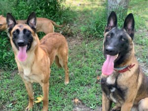 Fluid K9 Dog Training