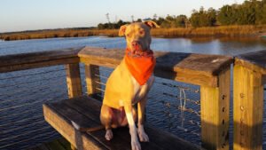 Off Leash K9 Training, LLC