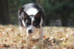 Kuykendall’s Border Collies: Breeding & Training