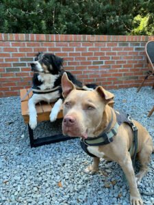 Positive Outcomes Dog Training