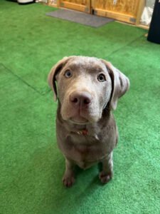Kings K9 Kennel & Training, LLC
