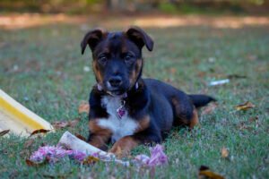 The Oxford Canine