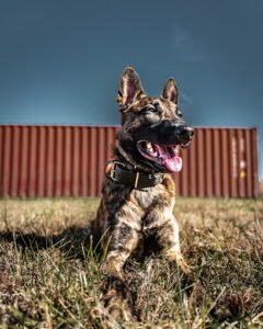 The First Family K9 Training