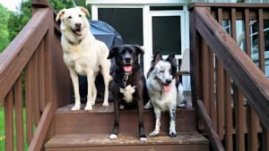 Always Pawsitive Dog Training