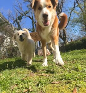 Learning to Dog Training and Enrichment