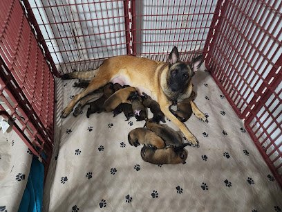 Midgard K9 Solutions