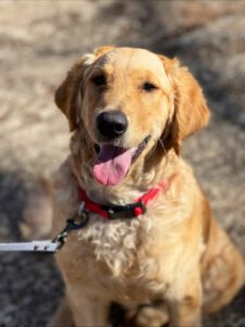 Blue Ridge Canine Academy