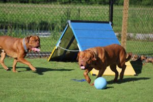 Anytime Dog Training, Boarding and Daycare