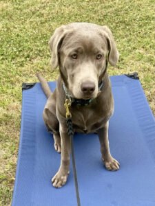 Kathy’s Balanced & Behaved K-9’s LLC