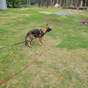 Stella’s Puppies and Dogs Obedience School