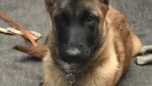 North Carolina Canine Academy