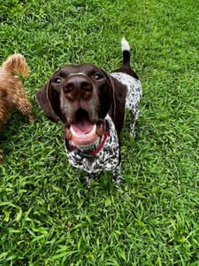 Tim Gold Dog Training