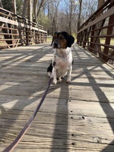 Canine Academy Of The Carolinas