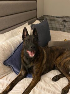Dogability Dog Training