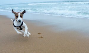 Cape Fearless Dog Training