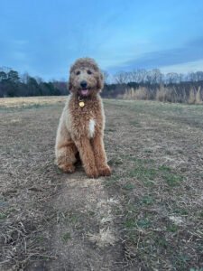Better Dog Training