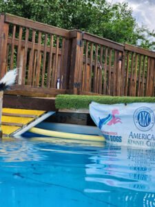 Teamworks dog training agility, barnhunt, dock diving venue