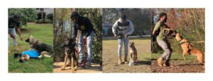 Contingency Canine Training