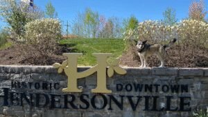 Hendersonville Dog Training