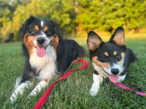 Pet Behavior Help