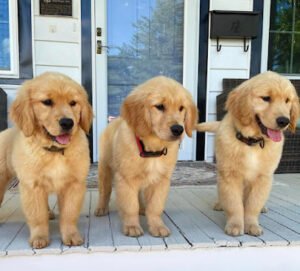 Appalachian Dog Training