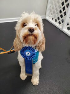 Horns to Halos Dog Training, L.L.C.