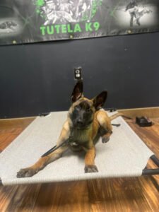Backyard Canine Academy