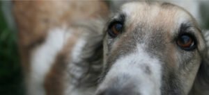 LifeStyle Dog Training