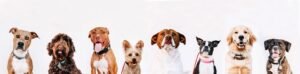 Red Beard Dog Training