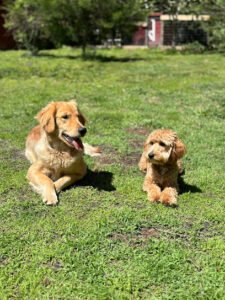 Truly Clear Dog Training