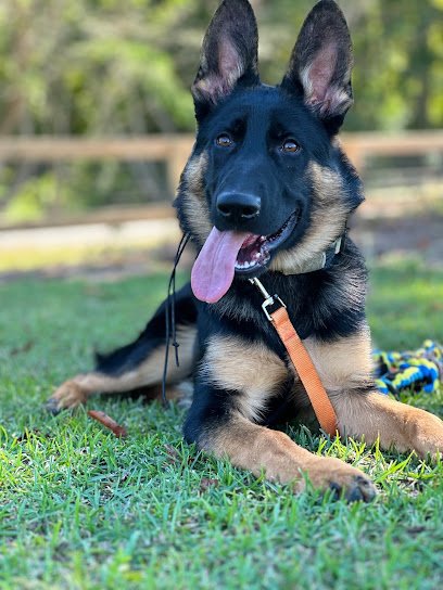 NC K9 LLC