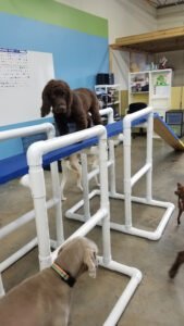 Perfect Pet Dog Training, LLC