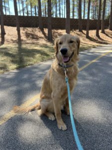 Next-Door K9 Solutions of Raleigh-Sanford
