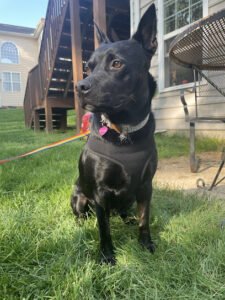 Canine Coaching Services LLC
