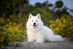 Elite Canine