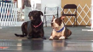 Einstein’s Canine College