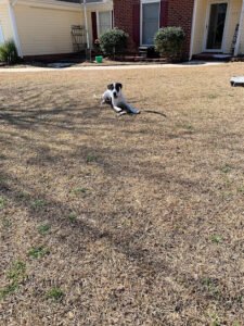 Tranquil Dog Training