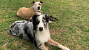 P.O.P. Dog Training