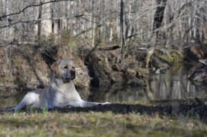 New Hope Dog Training Center