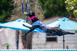 Airborne K9 Dog Training