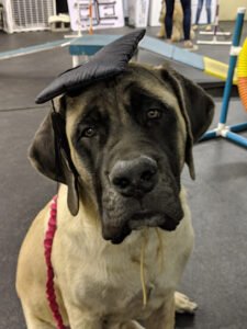 Teamworks Dog Training, llc